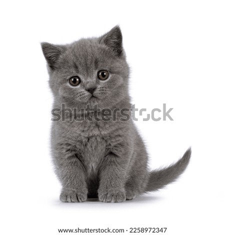 Cute grey British Shorthair cat kitten, sitting up facing front. Looking straight to camera. Isolated on a white background.