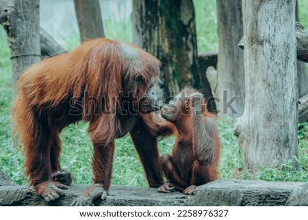 Orangutan mother and her baby in the zoo. Orangutan or mawas (Pongo) is a type of great ape with long arms and reddish or brown hair, which lives in the tropical forests of Indonesia. Royalty-Free Stock Photo #2258976327