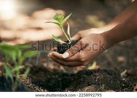 Black woman, hands or planting in soil agriculture, sustainability care or future growth planning in climate change support. Zoom, farmer or green leaf plants in environment, nature or sapling garden