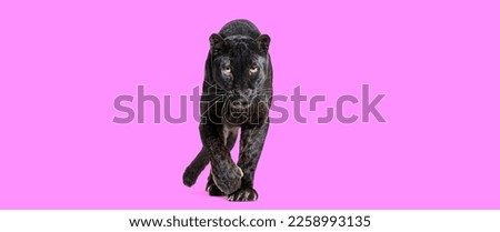black leopard walking towards the camera and staring at the camera isolated on pink background