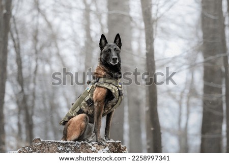 Dog armor. Dog in a bulletproof vest. Belgian Shepherd Malinois portrait outdoor.  Working dog. Guard dog. Ukraine Royalty-Free Stock Photo #2258997341