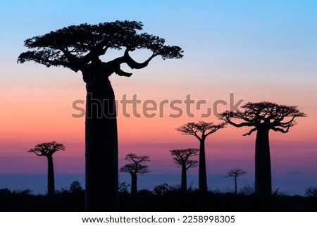 Baobab Avenue in Madagascar at sunrise