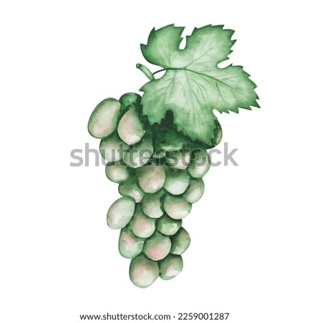 Watercolor illustration. Hand painted green grapes with green leaves and tendrils. Vine with sweet berries. Summer, autumn harvest of fruits. Berry for wine making. Isolated food clip art for banners