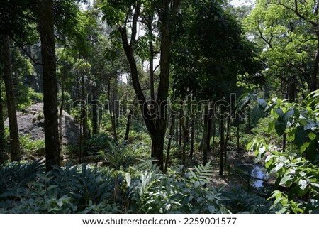 Plants of green cardamon around the dens forest of Munnar mountains on winter foggy days  Royalty-Free Stock Photo #2259001577