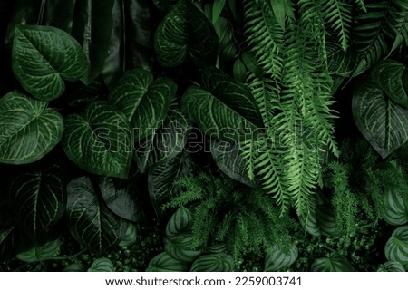 Monstera green leaves or Monstera Deliciosa in dark tones(Monstera, palm, rubber plant, pine, bird’s nest fern), background or green leafy tropical pine forest patterns for creative design elements.  Royalty-Free Stock Photo #2259003741