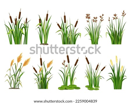 Cartoon lake aquatic plants. Swamp cattails, marsh reed and blooming bulrush vector illustration set. Wild nature bear pond or river with foliage. Outdoor riverside flora environment Royalty-Free Stock Photo #2259004839