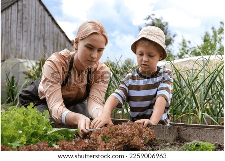 Gardening Family gardeners plant a plant in the ground.Agroculture.plants garden, farming, freelance, work at home, slow life, mood Agriculture, gardening cottagecore, ecology,agrarian life Royalty-Free Stock Photo #2259006963