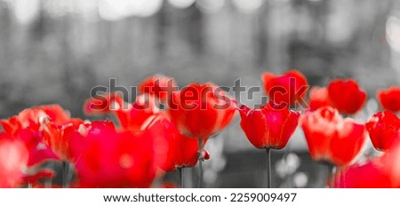 Selective color of blooming red tulips flowers in spring season garden during sunset with black and white background, Nature floral backdrop wallpaper. Artistic monochrome flowers in blurred dream
