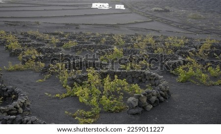 Europe, Spain, Lanzarote, Canary Islands - volcanic landscape with agricultural fields with black soil of volcanic lava in La Geria - grape growing  wine production vineyard 