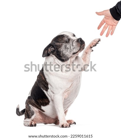 One eyed blind Old mixed breed dog  with a french bulldog have five with an human hand