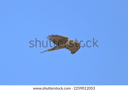 flying in the air Accipiter nisus