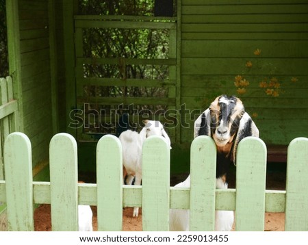 lovely, cute goats and rabbits in their wooden barn