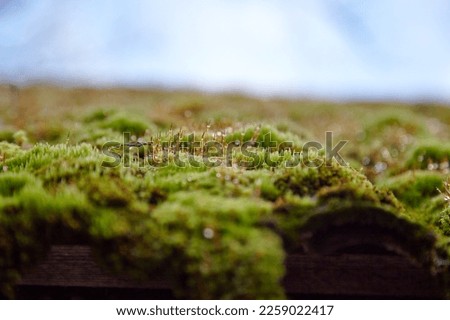 roof covered with green moss and blue sky with white clouds, selective focus. High quality photo