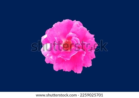 Closup, Single pure magenta roses blossom blooming isolated on blue background for stock photo or advertising product, beauttiful flowers of love, Floral summer