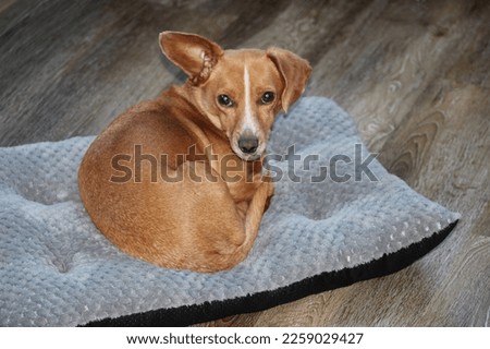A young Chiweenie, a mix of Chihuahua and Dachshund dog breeds, laying on a grey bed inside a suburban home. The adorable puppy is resting, but alert with one ear standing up.