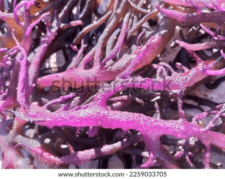 beautiful fresh dried seaweed background