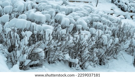Plants covered with snow. After snowstorm ice and winter at cold weather. Foliage plant covered with snow. 
