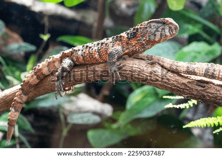 Chinese Crocodile Lizard (Shinisaurus crocodilurus) Royalty-Free Stock Photo #2259037487