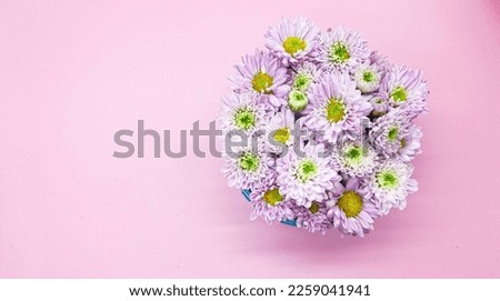 Selective focus of pink flowers on pink background with copy space for design, text. Top view of pink flowers. Isolated 