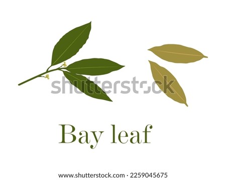 Bay leaf in flat style. Bay leaves isolated on white background. Vector illustration  Royalty-Free Stock Photo #2259045675