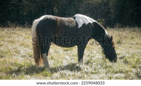 Black and white horse grazing in a field
