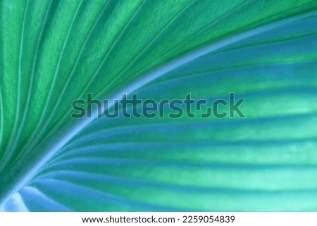 Close-up macro nature exotic bright blue green leave texture tropical Jungle plant  background.Curve leaf floral botanical desktop wallpaper,website cover backdrop. Royalty-Free Stock Photo #2259054839