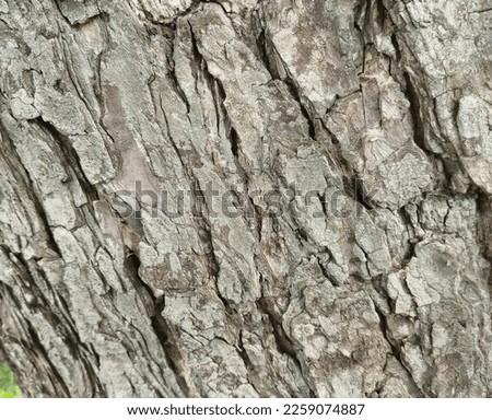 striped old tree bark background