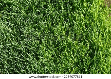 texture green grass on the lawn. Beautiful green background in high quality.