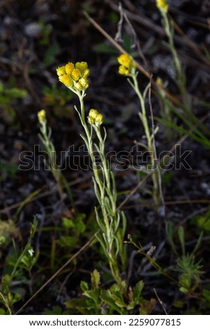 Yellow Mediterranean flowers on the background of the sea with a shallow depth of field. Helichrysum italicum.