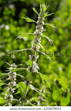 Leonurus cardiaca, known as motherwort. Other common names include throw-wort, lion's ear, and lion's tail. Medicinal plant. Grows in nature. Royalty-Free Stock Photo #2259078015