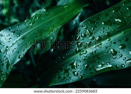 Close-up detail of a green plant leaf with raindrops. Tropical summer natural background.