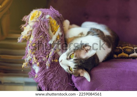  cats scratch furniture, scratch at the corner of the couch  Royalty-Free Stock Photo #2259084561