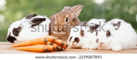 Cute little brown furry rabbit sitting on wooden flooring looking away