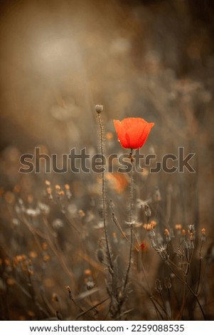 Summer field with blooming poppies. Red field flowers. Poppies on a summer meadow. Poppies among the grain. Delicate red field poppies. Poppy flowers. Fresh field flowers