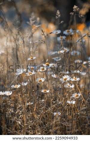 Summer meadows with blooming flowers.Naturalistic garden.White wildflowers.Flower meadow.Flower decorations.Pictures on the wall.Blooming field buttercups.Rural scenery.Artistic photography.Chamomiles