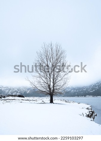 lonely tree on the snow by the lake 