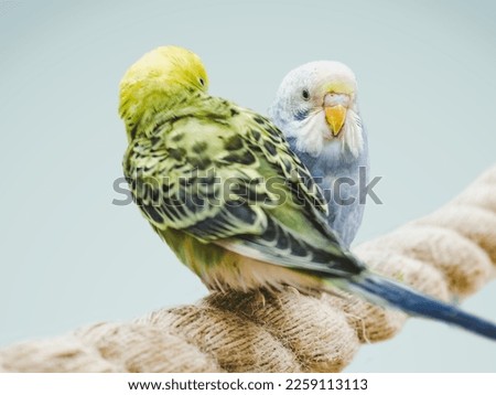 Bright, cute parrot parrot sits on a rope. Close-up, indoors. Studio photo. Day light. Concept of care, education and raising pets
