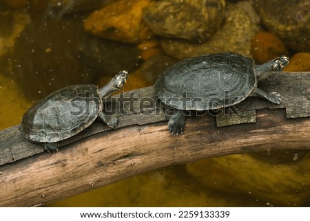Yellow-spotted river turtle
(Tracaja), amazon turtle  Royalty-Free Stock Photo #2259133339