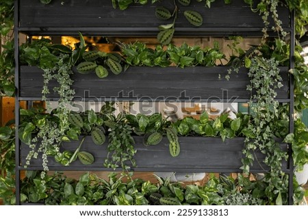 Shelves made of steel, plants used for decoration.