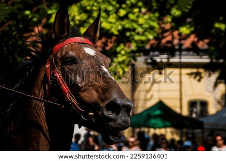 Brown horse head with red tools
