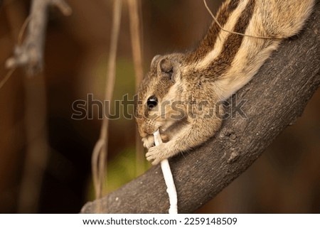 A  Squirrel eating a straw Keoladeo Ghana National Park, Bharatpur, India