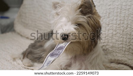Funny dog holds a dollar bill in his mouth. The dog chews dollar money lying on a chair. A cute shaggy dog holds a one hundred dollar bill in his teeth and looks away.