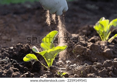 a woman's hand sprinkles ash on a small sprout of cabbage, protection of the crop from midges and fertilizer for the crop, ash for plants, blur. Royalty-Free Stock Photo #2259149541
