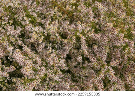 Small white flowers of the symphyotrichum ericoides or white heather