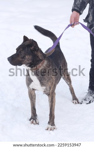staffordshire terrier full body photo on leash with human legs 