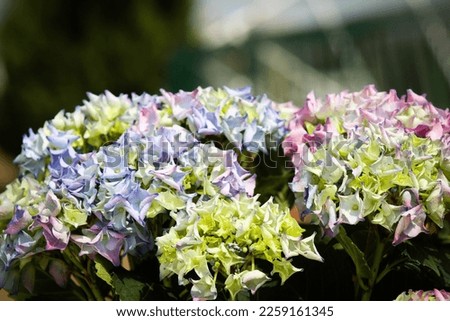 Picture of details of a Hydrangeas blooming during spring