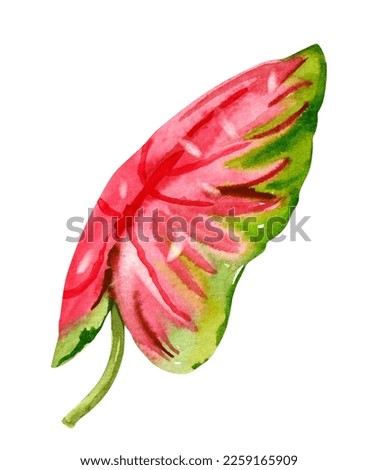 Watercolor hand drawn rainforest tropical leaf. Botanical illustration isolated on white background. Hand painted watercolor floral clip art