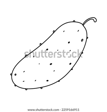 Cucumber in hand drawn doodle style. Vector illustration isolated on white background.