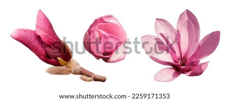 Pink magnolia flowers set isolated on a white background. The bud of a blooming pink magnolia close up. Flat lay. Clipping path