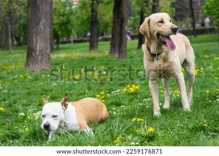 Two happy dog buddies. Labrador retriever and Staffordshire terrier dogs, portrait, sunny day. Two happy dog friends in the park playing